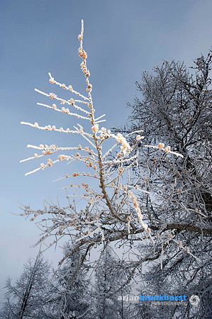 EFM_5.0037_a_100dpi